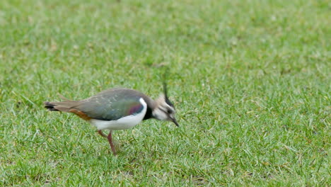 lapwing on a short grassy field stepping forward and stooping to catch a earthworm