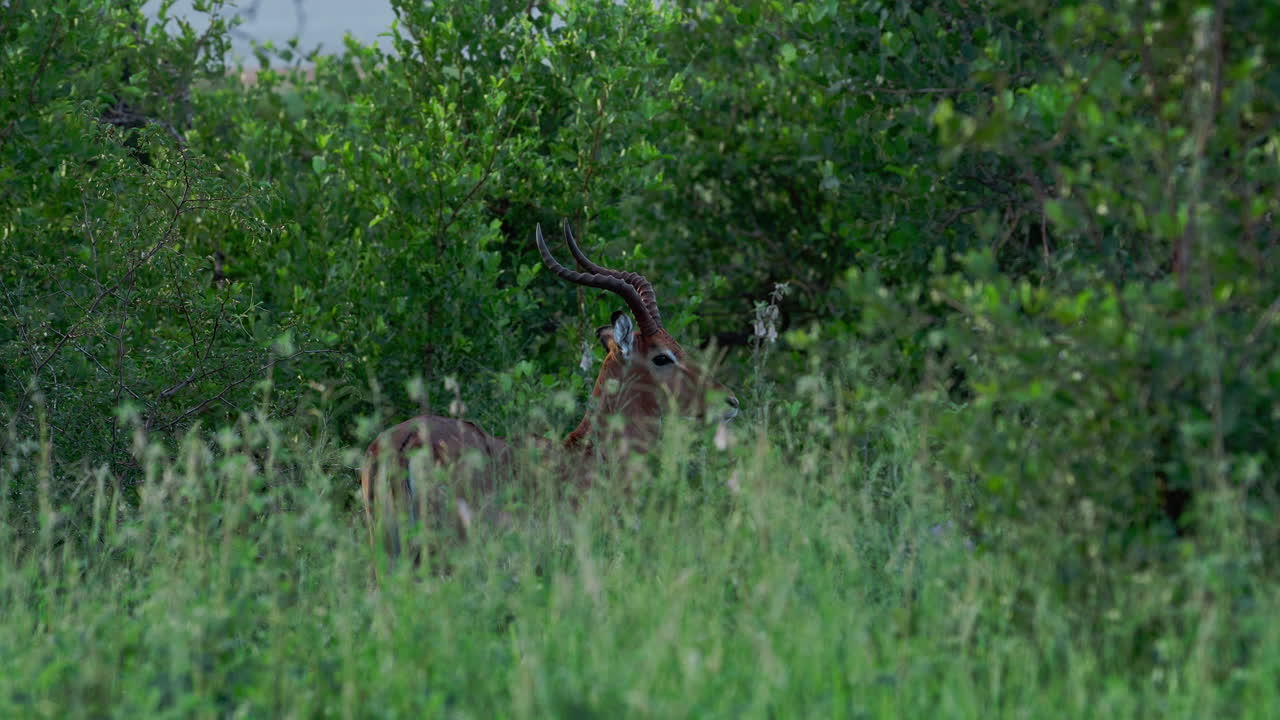 Impala in a Green Bush