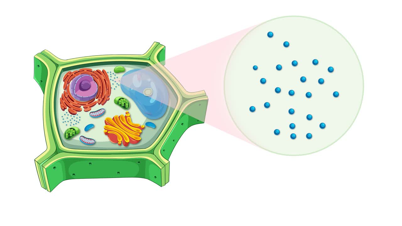 Animation illustrating plant cell anatomy with a focus on ribosomes, highlighting cellular components and their interactions