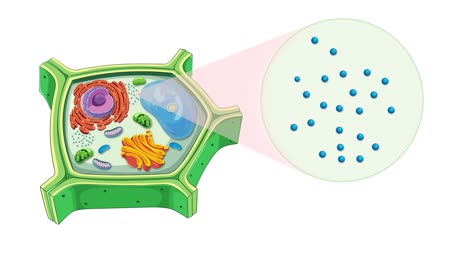 animation illustrating plant cell anatomy with a focus on ribosomes, highlighting cellular components and their interactions