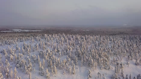 Aerial-tracking-shot-of-hills-covered-in-snowy-forest-and-endless-wilderness-of-Lapland