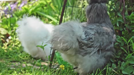 little grey silkie chicken in garden