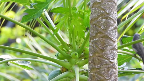 olive-grey bird saltator jumps at papaya tree branches closeup shot of green leaves at tropical landscape static shot