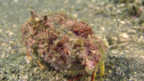 underwater-shot-of-two-horn-box-crab-walking-slowly-sidewards,-claws-neatly-folded-in-front-of-body,-close-up-shot-showing-all-body-parts-during-daylight