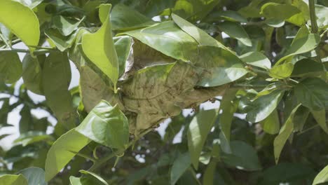 un primer plano de las hormigas tejedoras africanas anidan en un árbol
