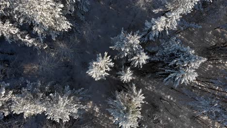 Toma-Aérea-De-Cohetes-Del-Bosque-Nevado-De-Invierno-Y-Pinos-Congelados-En-La-Reserva-Natural-De-Vindelfjällen,-Suecia