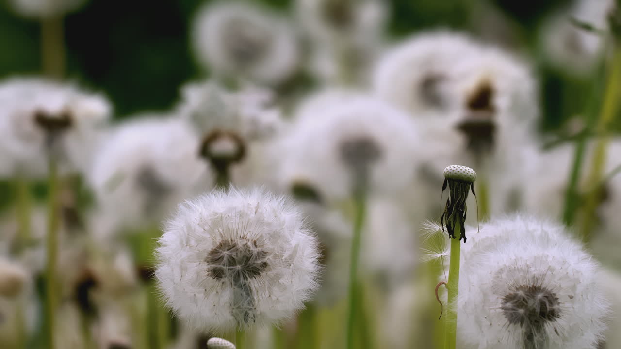 diente de león en un prado