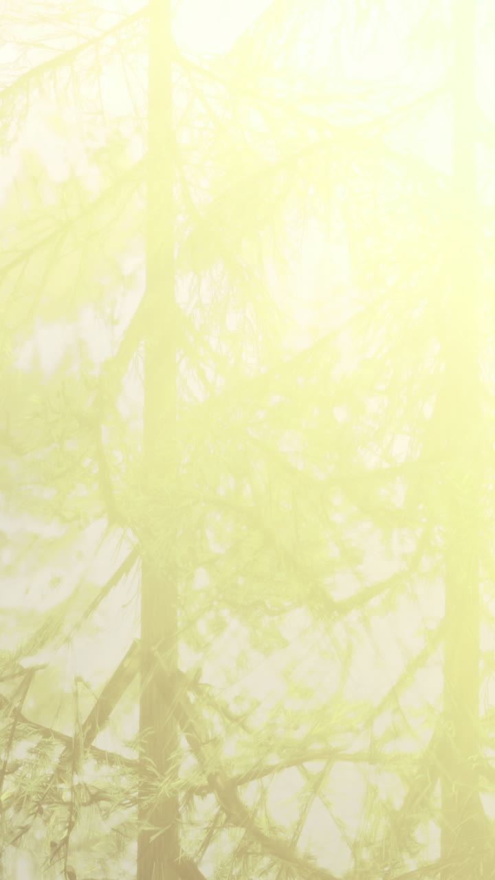 Forest scene with tall trees and soft light during morning hours