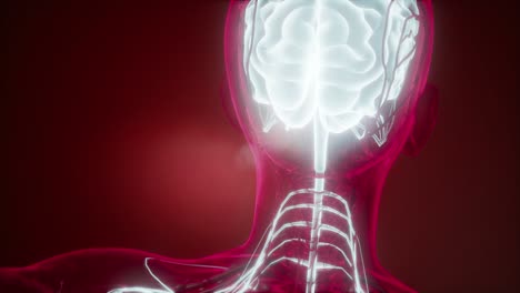 anatomía del cerebro humano
