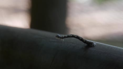 gusano de pulgada en un poste de metal