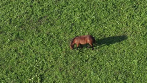 caballo marrón en pasto verde, vista aérea, rancho y animal de tierras de cultivo