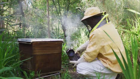 caucasian male beekeeper in protective clothing using smoker to calm bees in a beehive