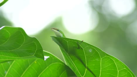 green lizard from hawaii big island peeks over and rests on a vibrant green leaf