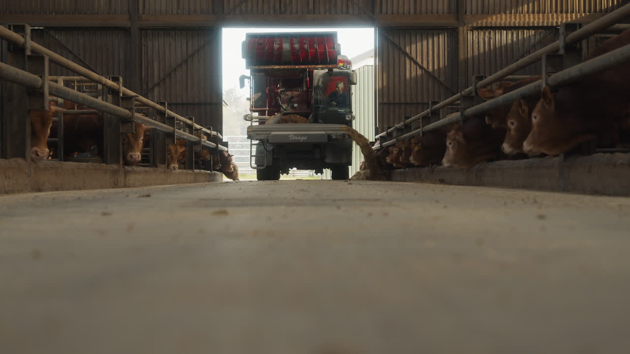 una gran máquina agrícola que entrega alimento para animales a los toros