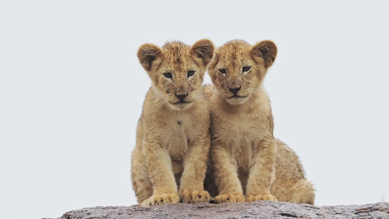 Cuccioli di leone al rallentatore nel Serengeti con sfondo bianco in Africa, in Tanzania, durante un safari di animali selvatici africani nel Parco Nazionale del Serengeti, giovani, carini, piccoli cuccioli di leone sulle rocce, seduti su una roccia
