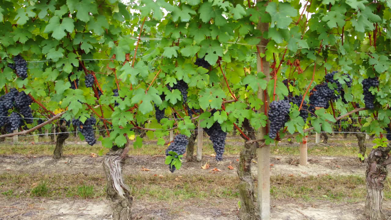 viñedo maduro uvas rojas viticultura