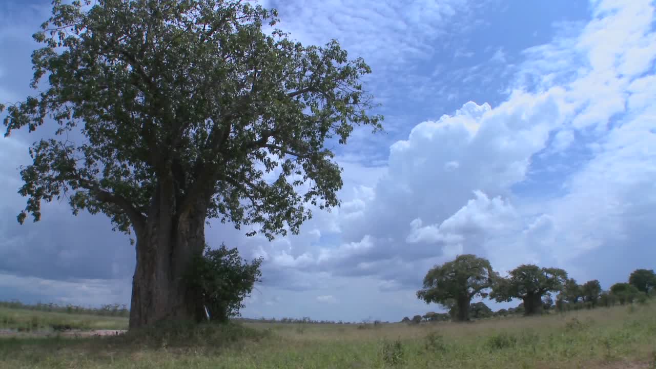 탄자니아 타랑기레의 장엄한 바오밥나무 뒤로 움직이는 구름의 아름다운 저속 촬영