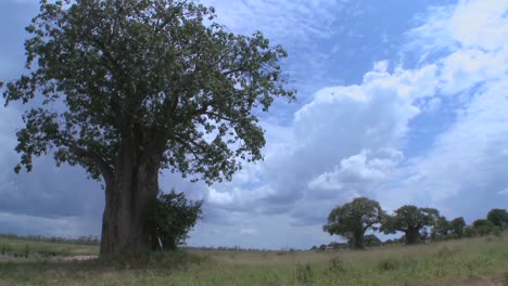 hermosas tomas de lapso de tiempo de nubes moviéndose detrás del majestuoso árbol baobab en tarangire tanzania
