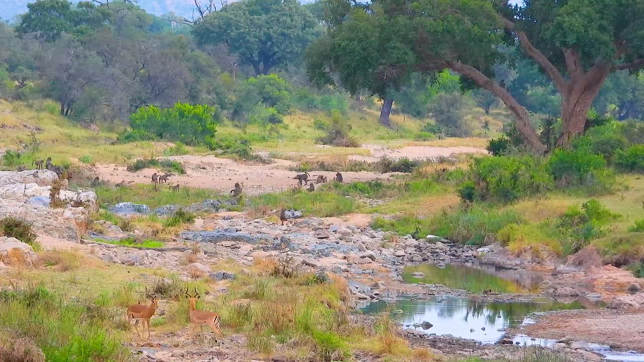 escena de vida silvestre animales cerca del pozo de agua del parque nacional kruger, sudáfrica