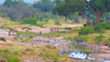 wildlife scene animals near waterhole of kruger national park, south africa