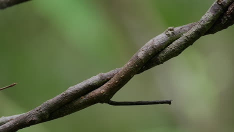 close-up of a twining branch