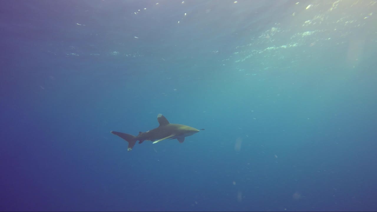 tiburón oceánico de punta blanca nada lentamente con rayos de sol en la espalda