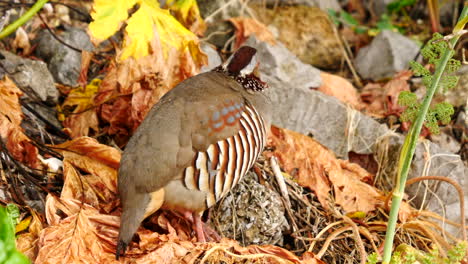 Barbary-Partridge-On-The-Ground-In-Upper-Rock-Nature-Reserve,-Gibraltar