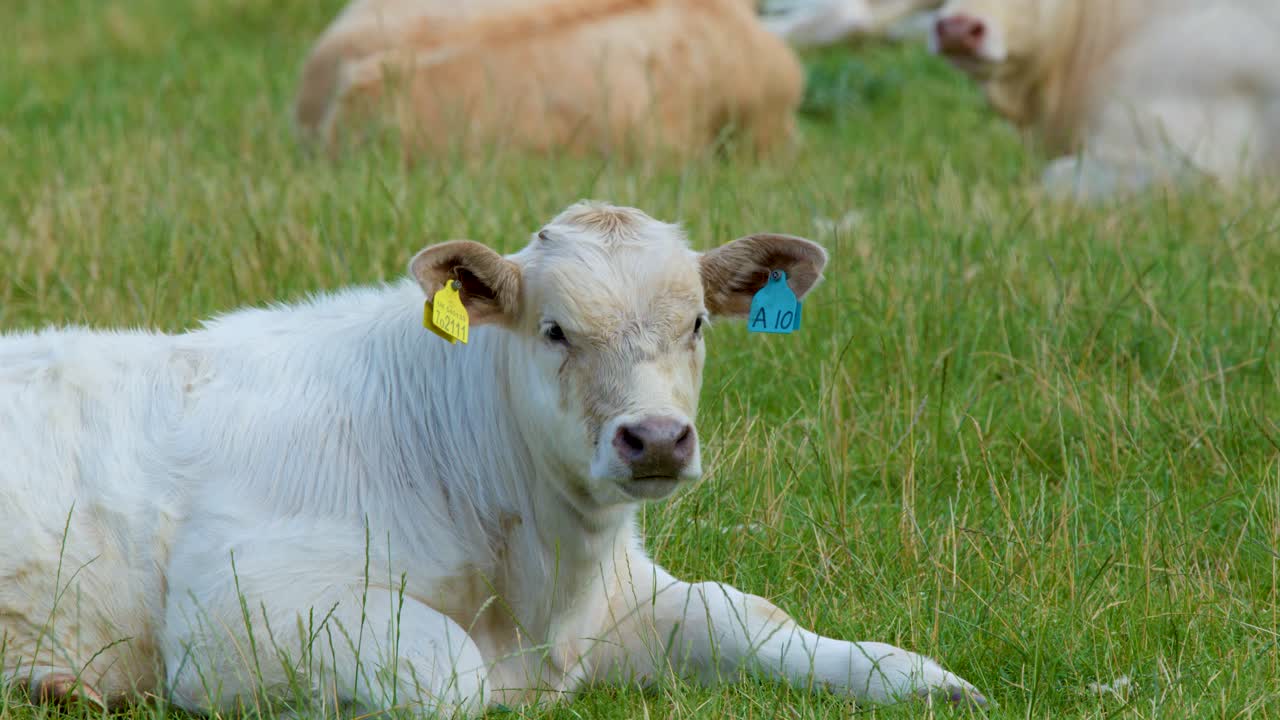 A young calf relaxes on green grass among herd members in the Scottish Highlands