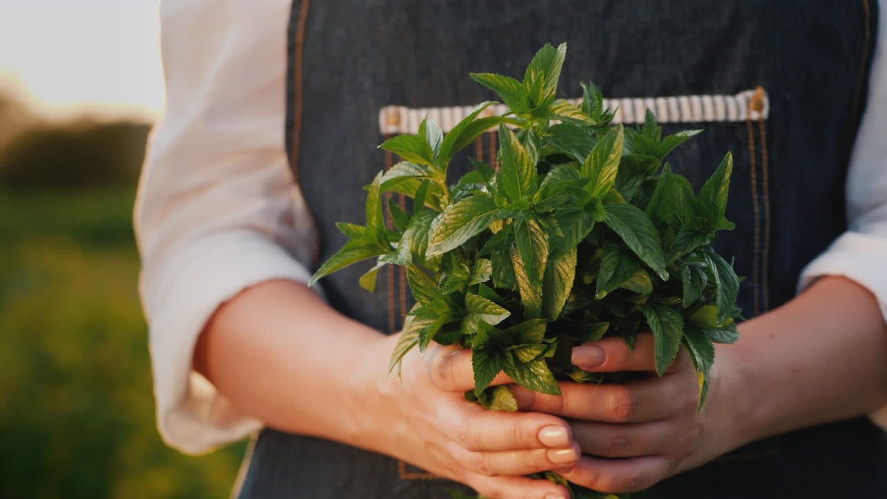 vista lateral de un agricultor que sostiene un puñado de menta - un ingrediente en la cocina y la preparación de cócteles