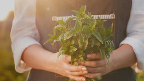 side view of a farmer holding a handful of mint - an ingredient in cooking and cocktail preparation