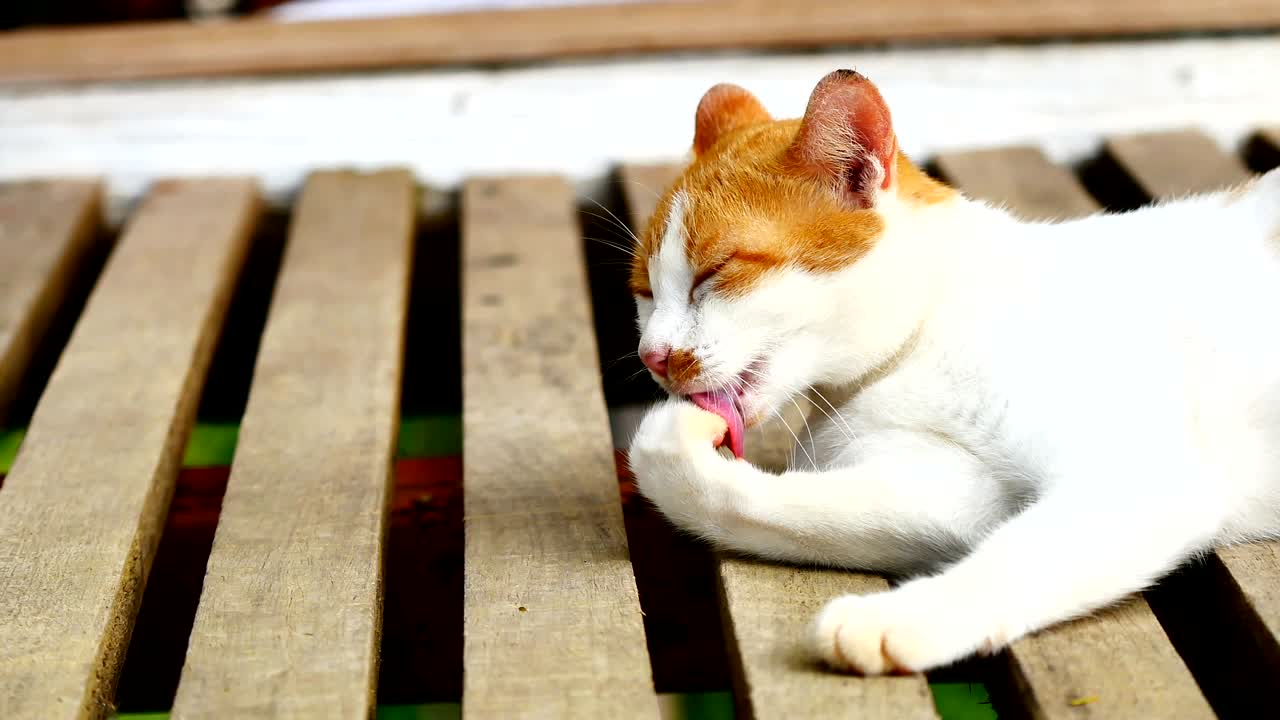 Baby cat licking Paws and fur to cleanning.