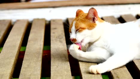 baby cat licking paws and fur to cleanning.
