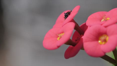 Fly-on-the-red-flower-queensland-australia