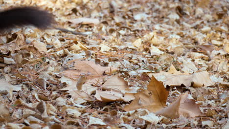 eurasian red squirrel holding big nut in mouth trying to bury nut into fallen leaves for later, making winter supplies