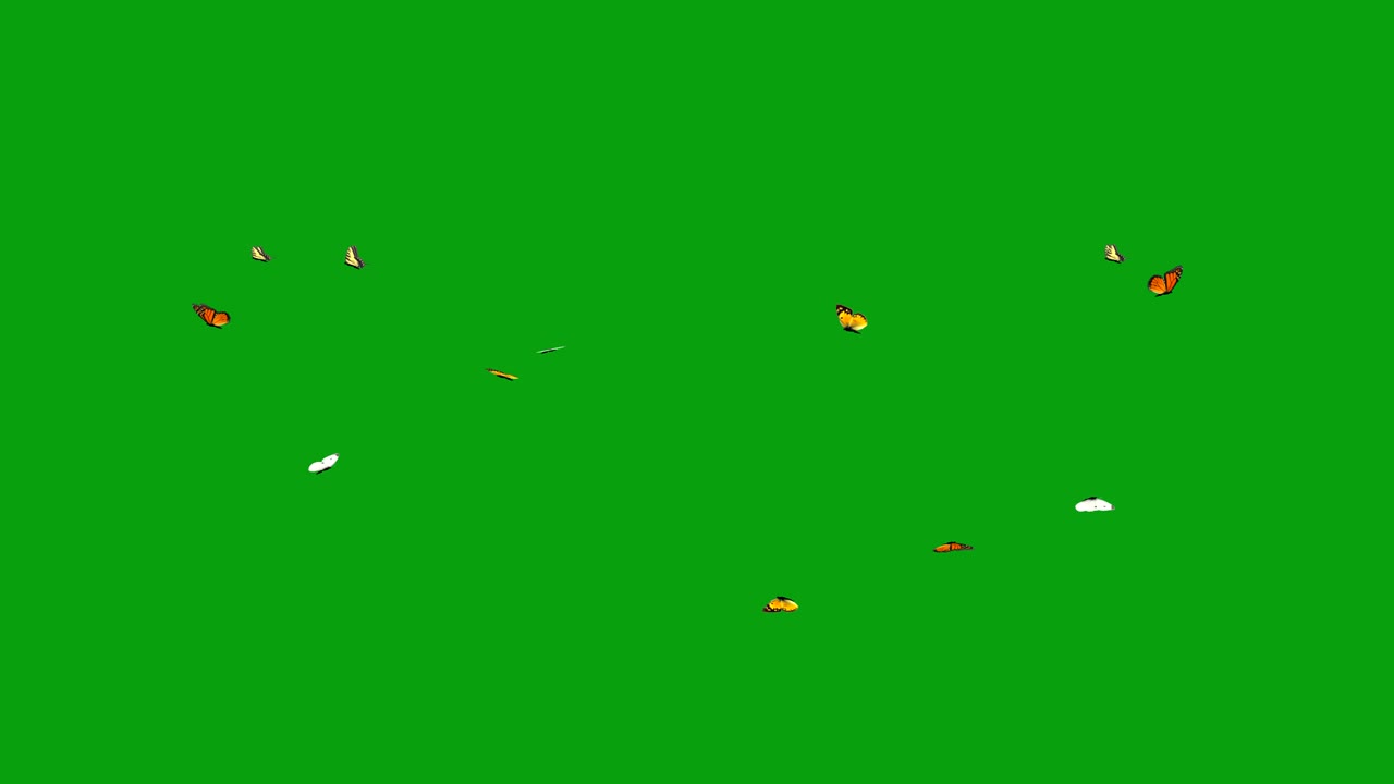 날아다니는 나비 녹색 스크린 모션 그래픽