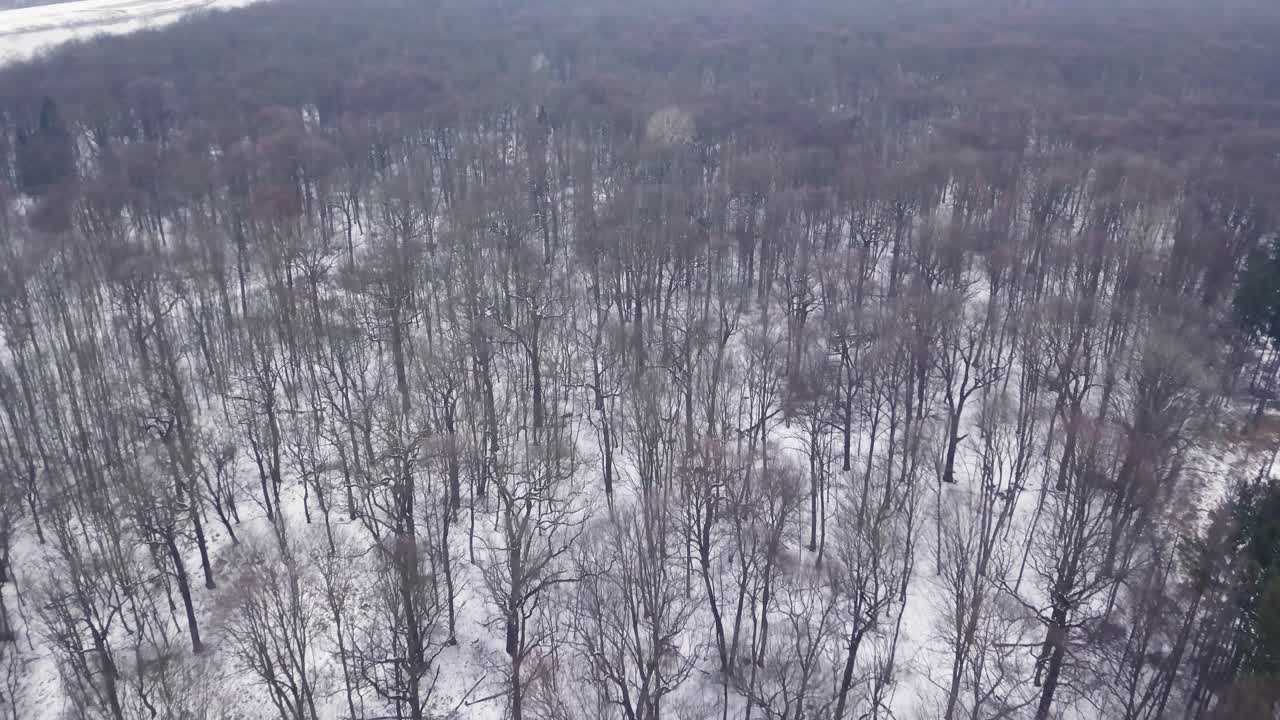 vista aérea del bosque en invierno en los suburbios de la ciudad