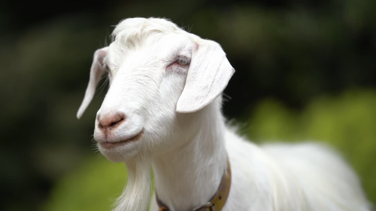 A White Goat in Higashi Zoo Staring into the Camera (Handheld)