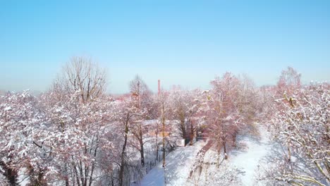 winter scenery in forest of trees without leafs covered in snow, aerial shot hd