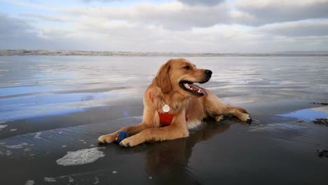 panting golden retriever dog lying and resting on wet sand of beach with mouth open near pacific ocean