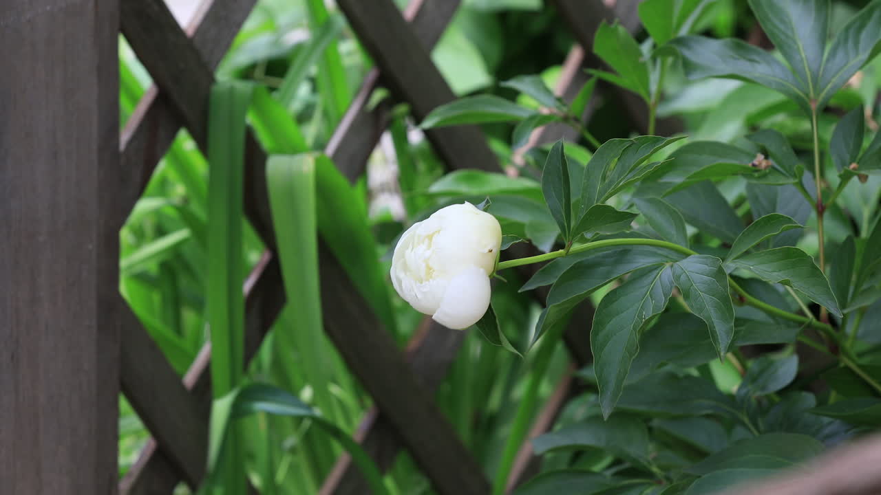 beautiful tender white Peony in the front yard popping up from the green leaves near the neighbour's fence