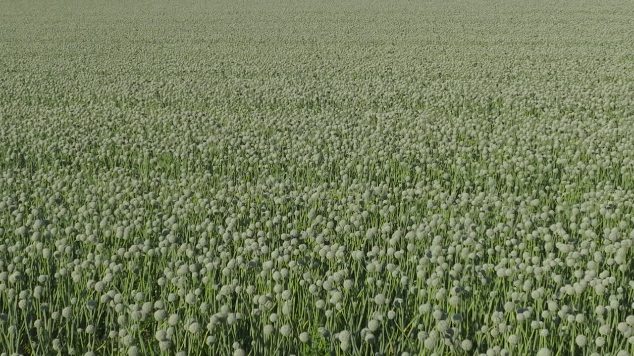 끝없는 푸른 양파 이 꽃을 피우고 있는 숨막히는 공중 사진