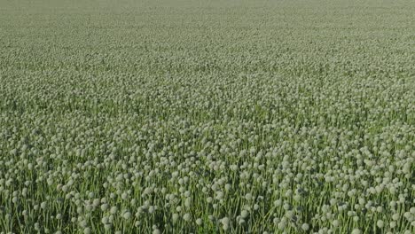 breathtaking aerial shot of endless green onion fields in full bloom