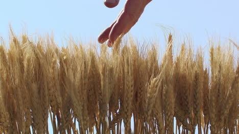 zoom en cámara lenta como un cepillo de la mano a través de la parte superior de una fila de trigo