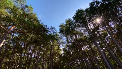 miedo al acecho en witomino woods polonia europa