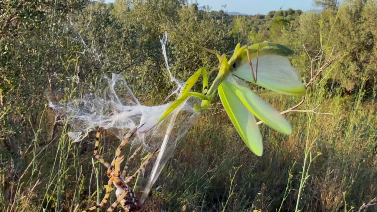 close-iup view of a Tiger Spider attacking and wrapping with its silk a defenseless green praying mantis trapped in the web, in a mediterranean landscape, at the golden hour. 4K