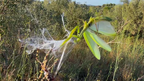 close-iup view of a tiger spider attacking and wrapping with its silk a defenseless green praying mantis trapped in the web, in a mediterranean landscape, at the golden hour. 4k