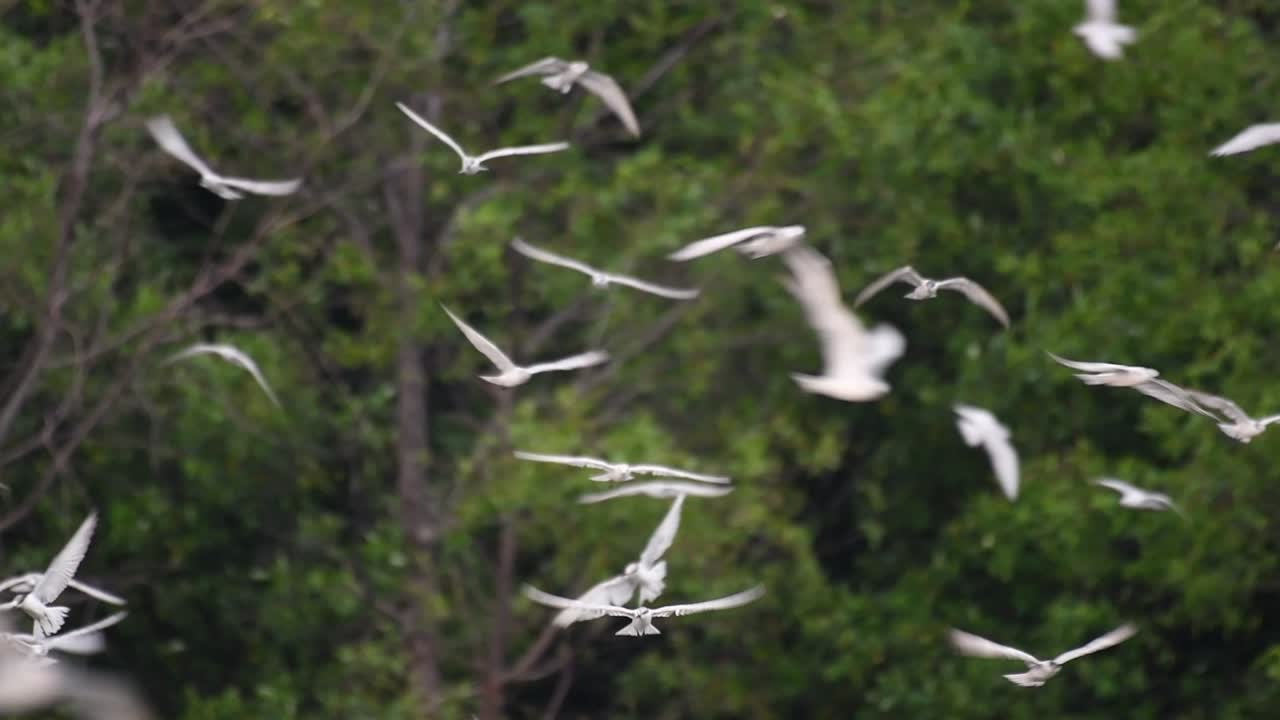 제비갈매기는 전 세계 바다, 강 및 기타 더 넓은 수역에서 볼 수 있는 바닷새입니다.