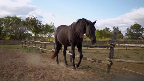 Un-Caballo-Negro-Caminando-En-Cámara-Lenta