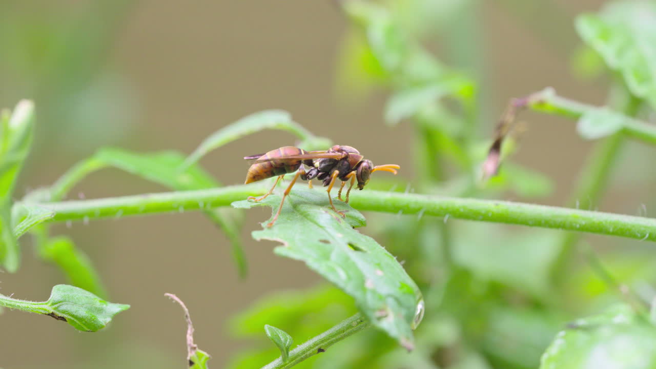 An Australian Paper Wasp on a tomato plant. It's abdomen is pulsing, then it flies away