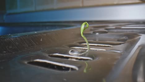 extreme close up of green stem from plant sticking out of kitchen drain sink